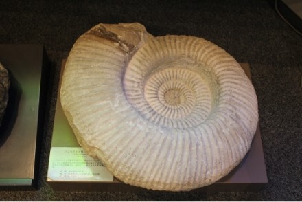 ジオファンタジックルーム