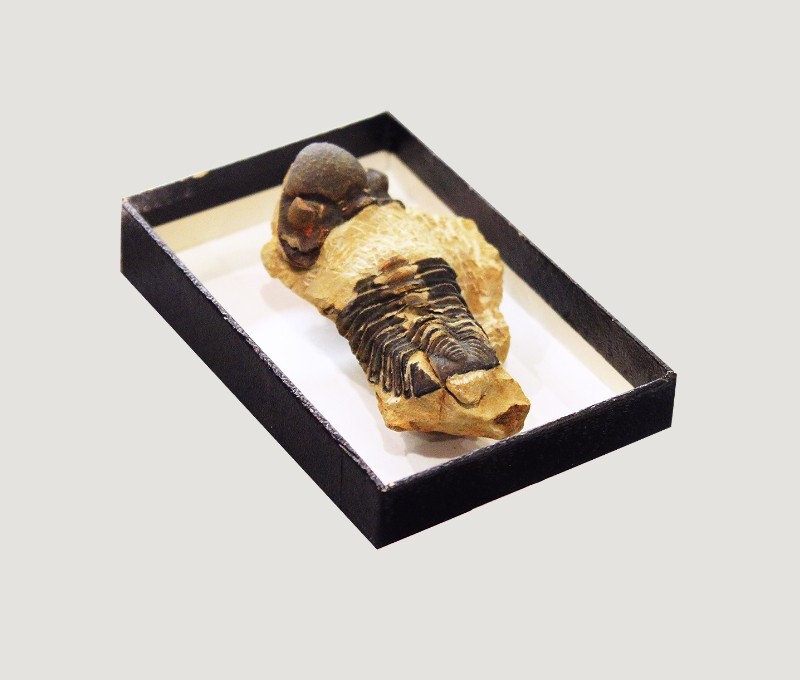 三葉虫の「脱皮殻」