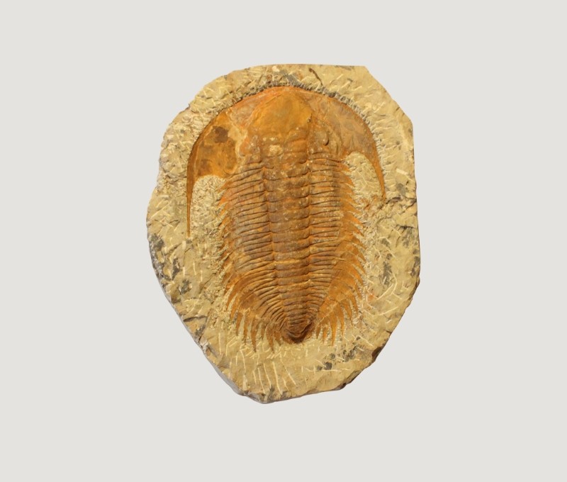 アカドパラドキシデス