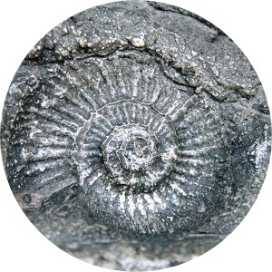 アンモナイトとは？