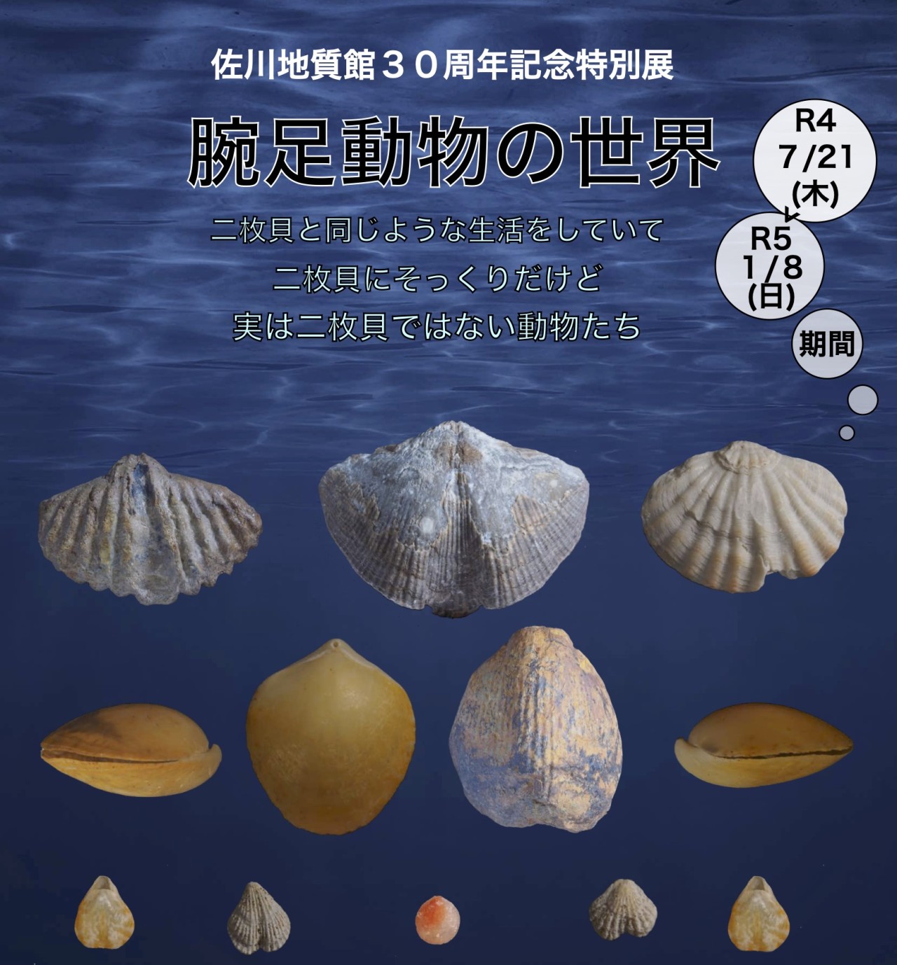 腕足動物の世界イメージ