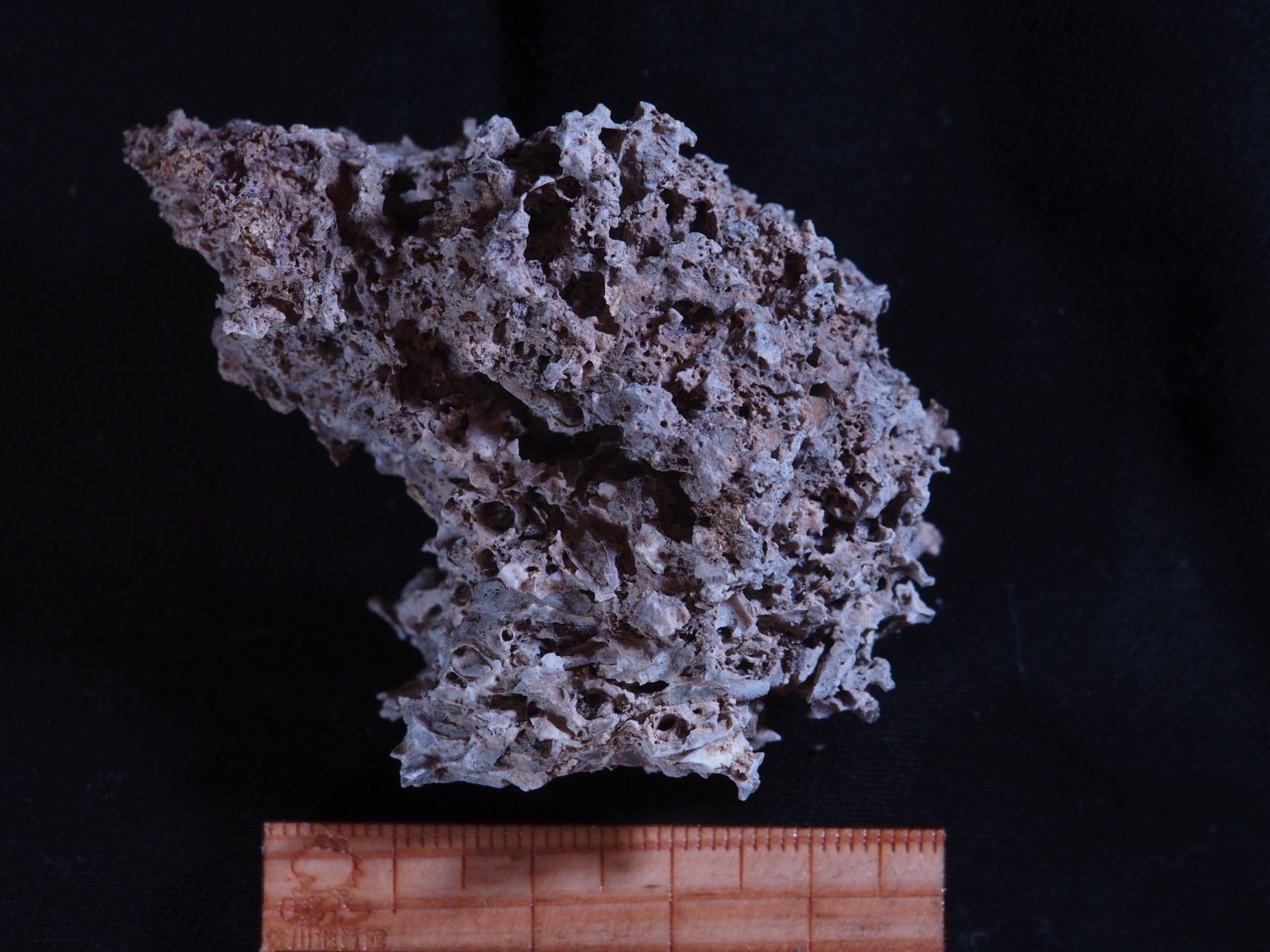 ヤッコカンザシ