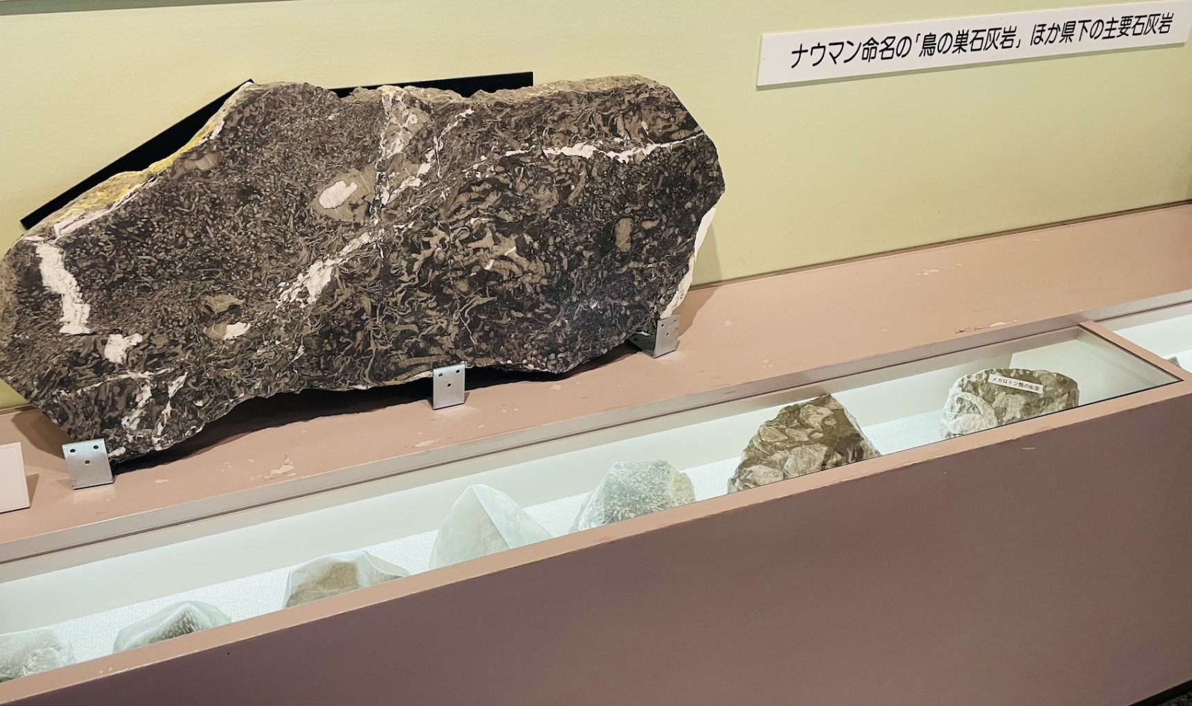 地質館の鳥ノ巣石灰岩コーナー