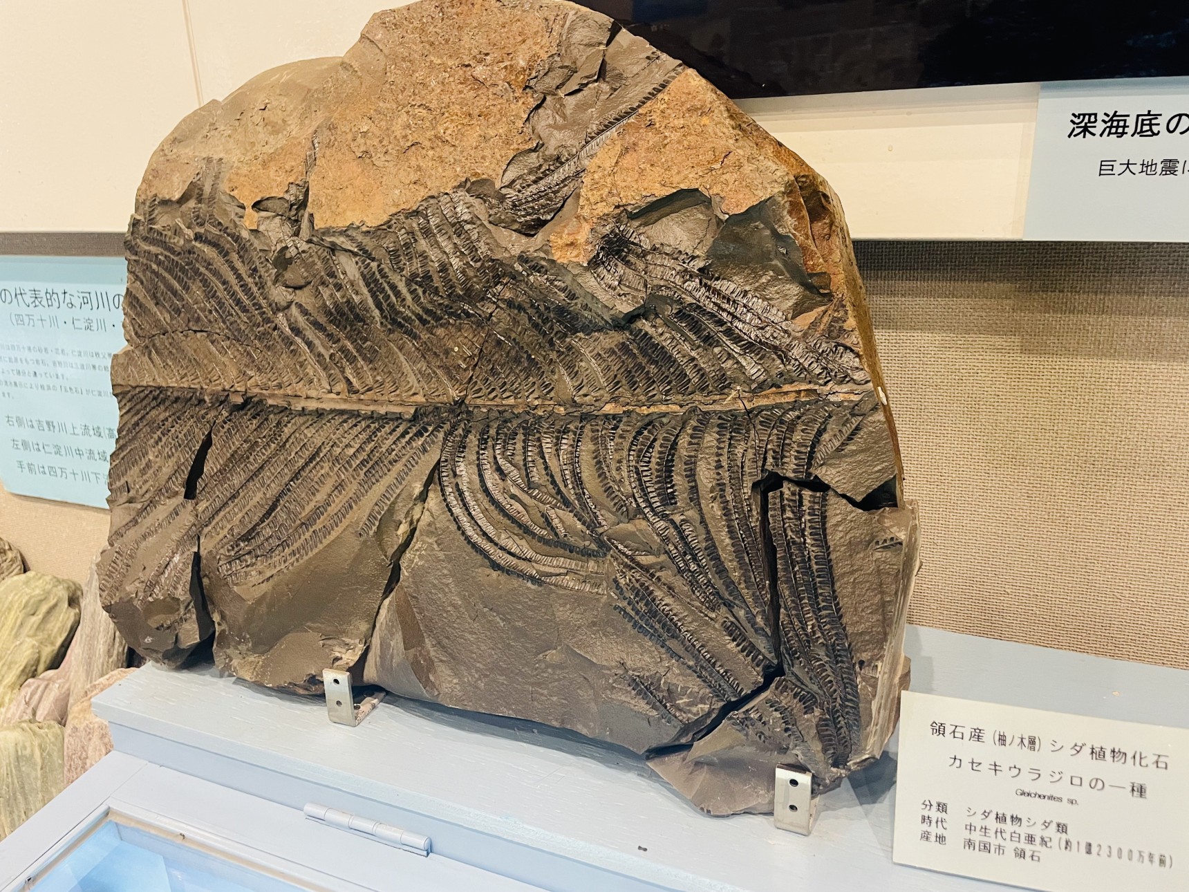 地質館のカセキウラジロ
