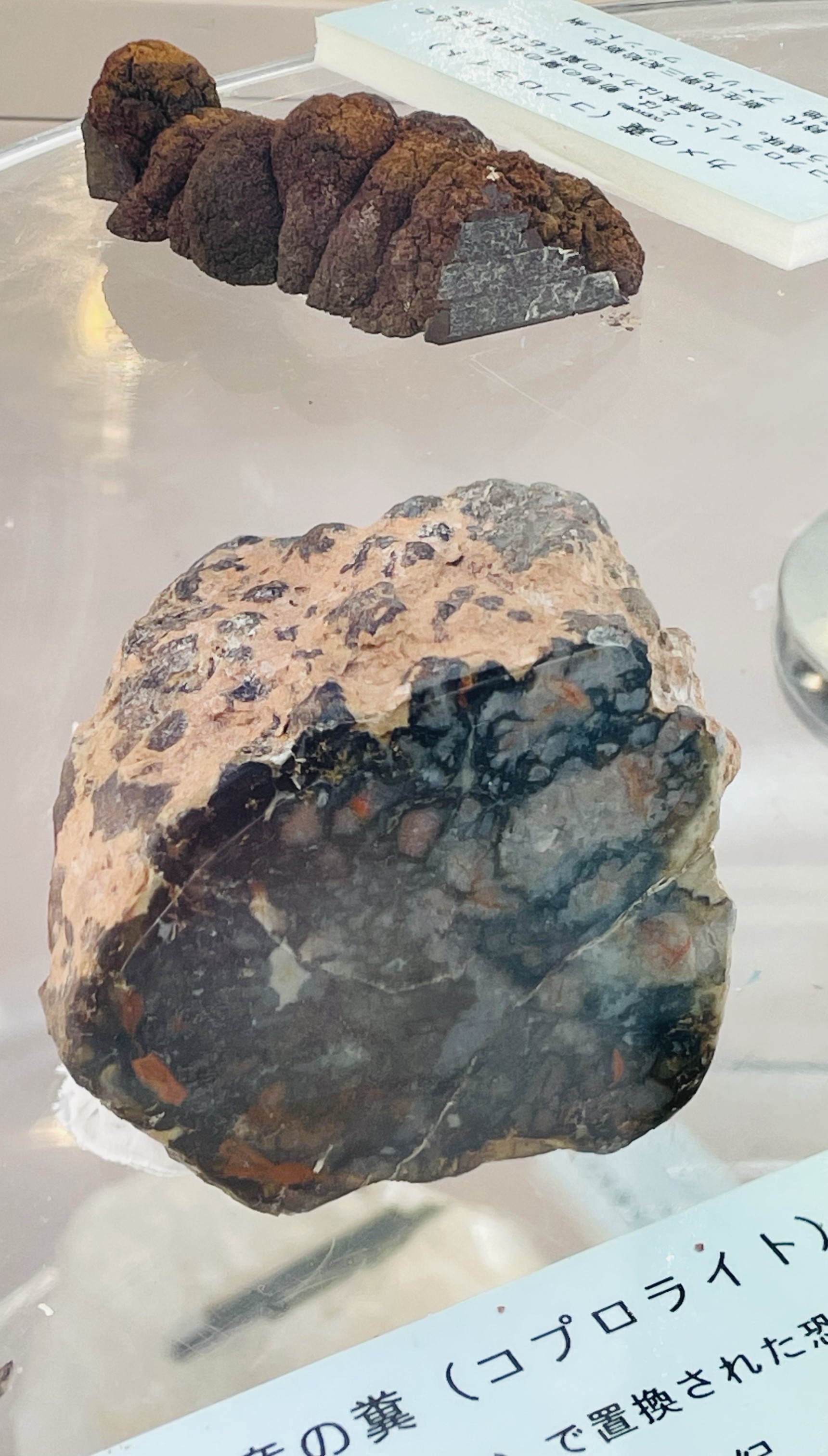 カメのうんち（奥）と恐竜（手前）のうんちの化石